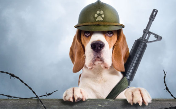 army dog.jpg